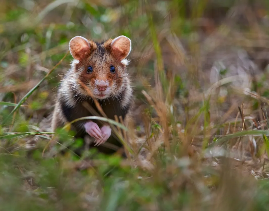 a small animal in the grass